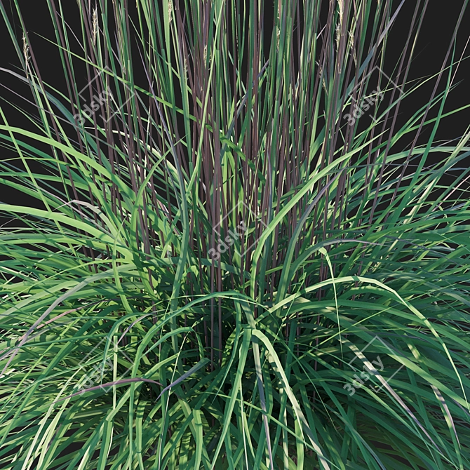Sleek Little Bluestem Grass Model 3D model image 2