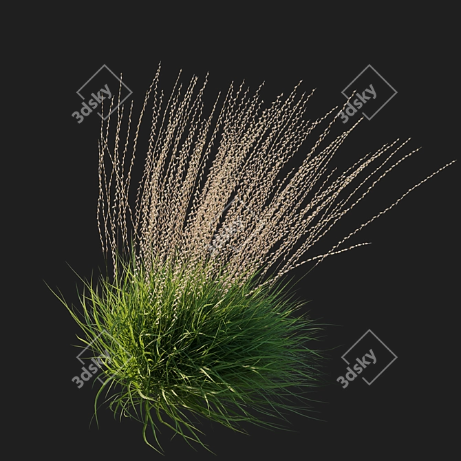 Corona Render Sideoats Grama Grass 3D model image 2