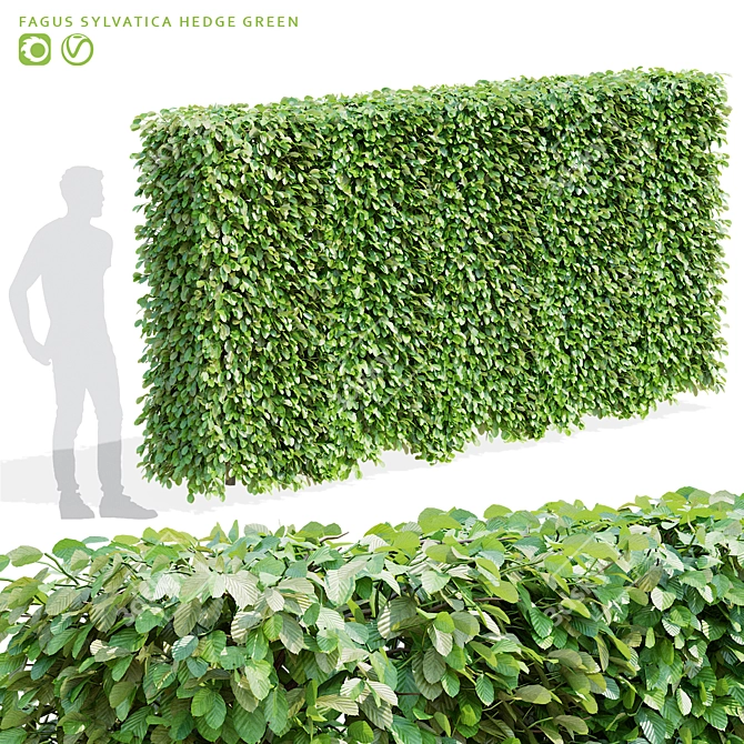 Live Beech Hedge Pack | 3D Models 3D model image 1