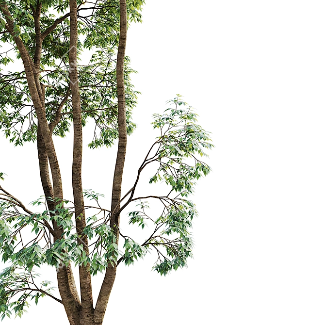 Ash Tree 3D Model Pack 3D model image 3