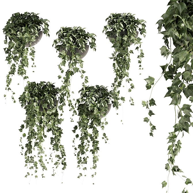 Hedera Hanging Indoor Ivy Plant 3D model image 1