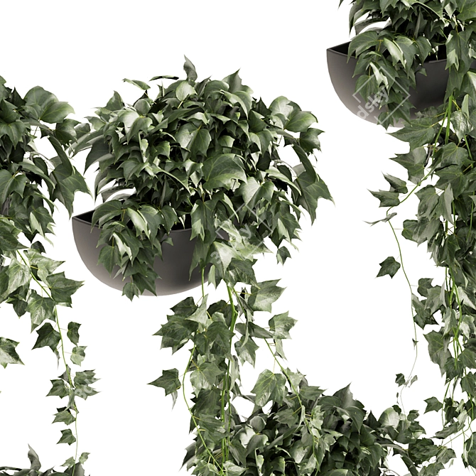 Hedera Hanging Indoor Ivy Plant 3D model image 2