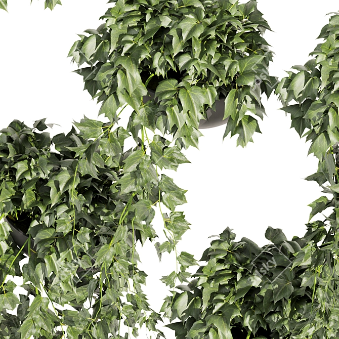 Hedera Hanging Indoor Ivy Plant 3D model image 3