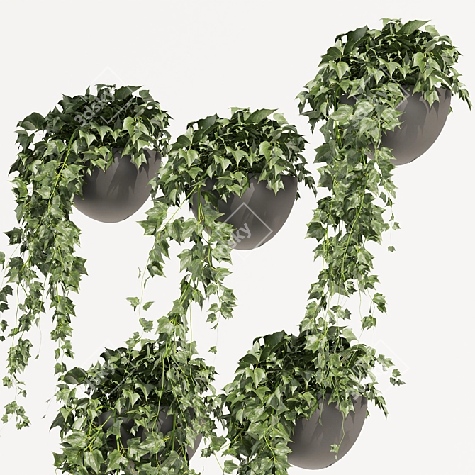 Hedera Hanging Indoor Ivy Plant 3D model image 4