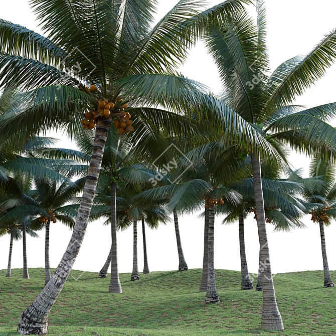 Variety-Enhanced High-Quality 3D Coconuts 3D model image 3