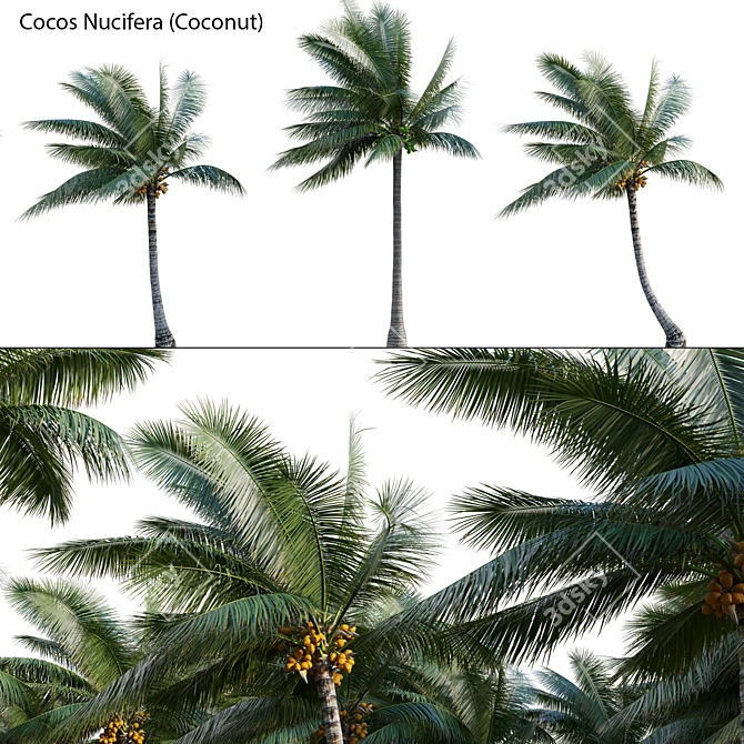 Complete 3D Coconut Plant Package 3D model image 1