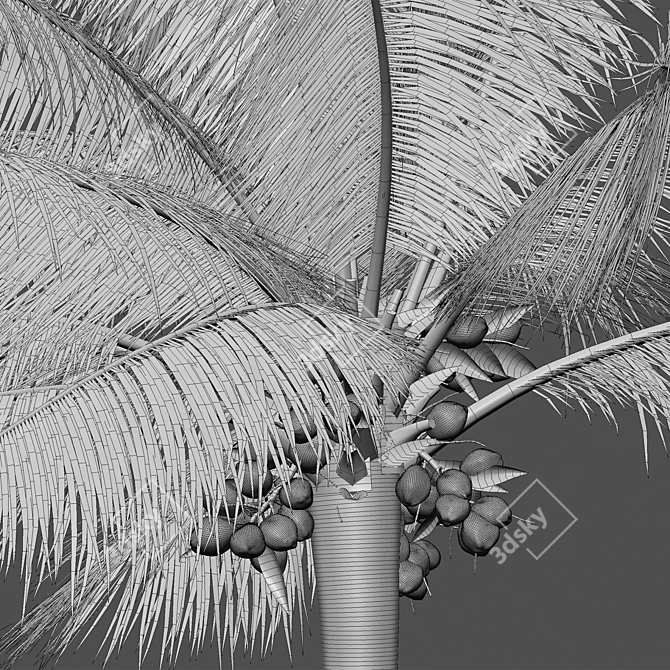 Complete 3D Coconut Plant Package 3D model image 5