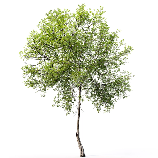 European Ash 3D Model 3D model image 2