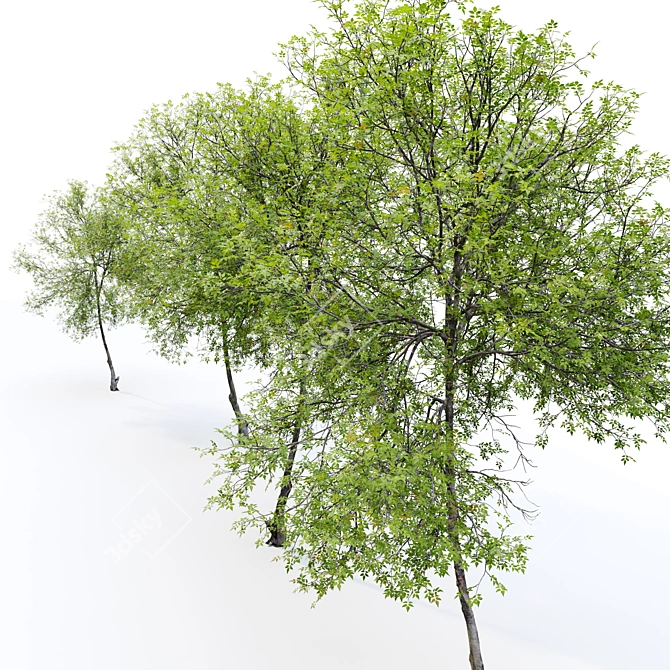 European Ash 3D Model 3D model image 5