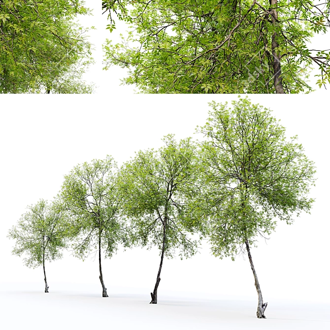 European Ash 3D Model 3D model image 6