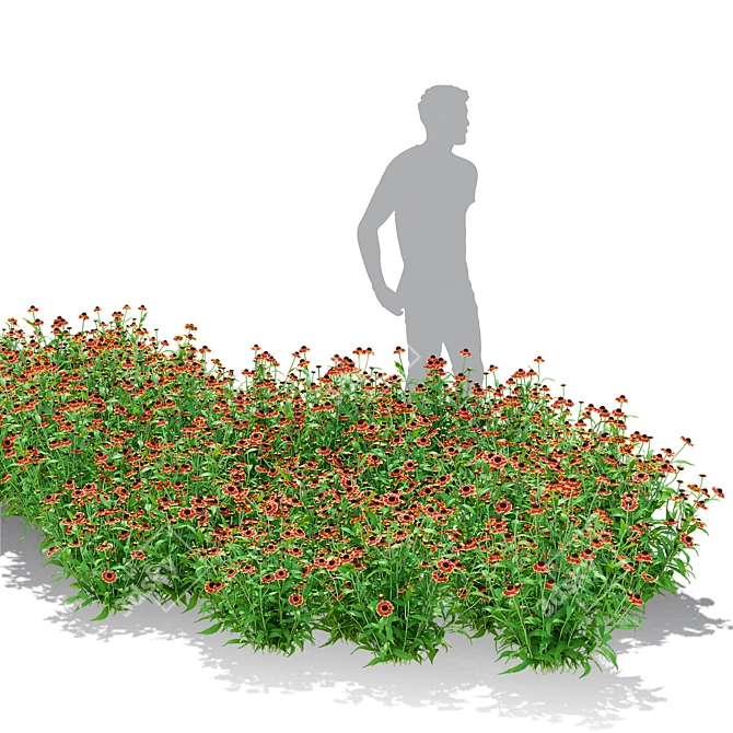 Hybrid Helenium Flower Collection 3D model image 4