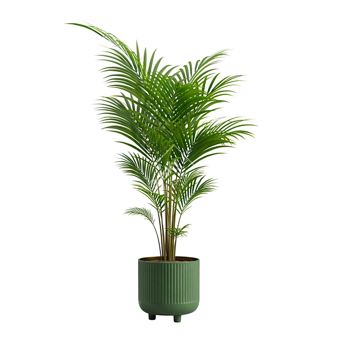 Tropical Beauty Areca Palm 3D model image 13