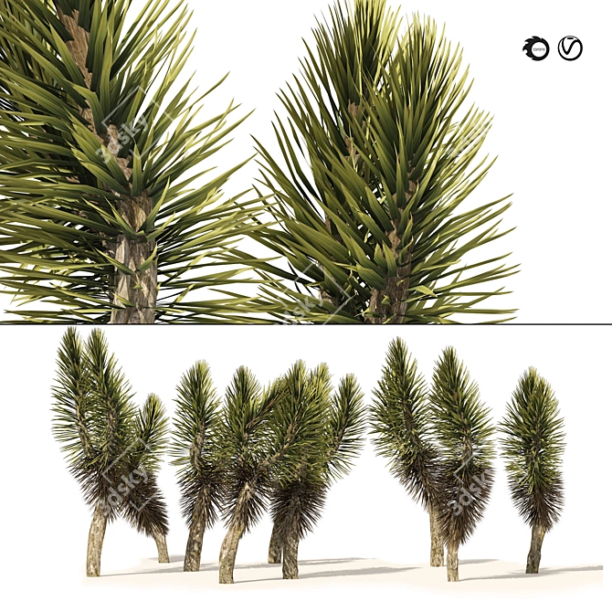  Canary Islands Dragon Tree 3D Model 3D model image 1