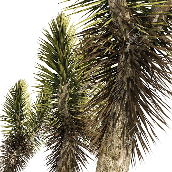  Canary Islands Dragon Tree 3D Model 3D model image 2