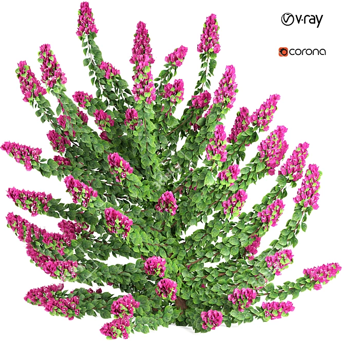 Outdoor Bougainvillea Plant 3D Model 3D model image 1