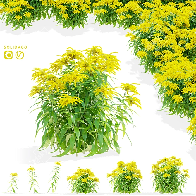 Goldenrod Flower 3D Models Bundle 3D model image 2