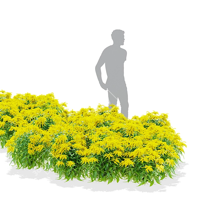 Goldenrod Flower 3D Models Bundle 3D model image 3