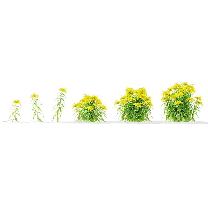 Goldenrod Flower 3D Models Bundle 3D model image 4