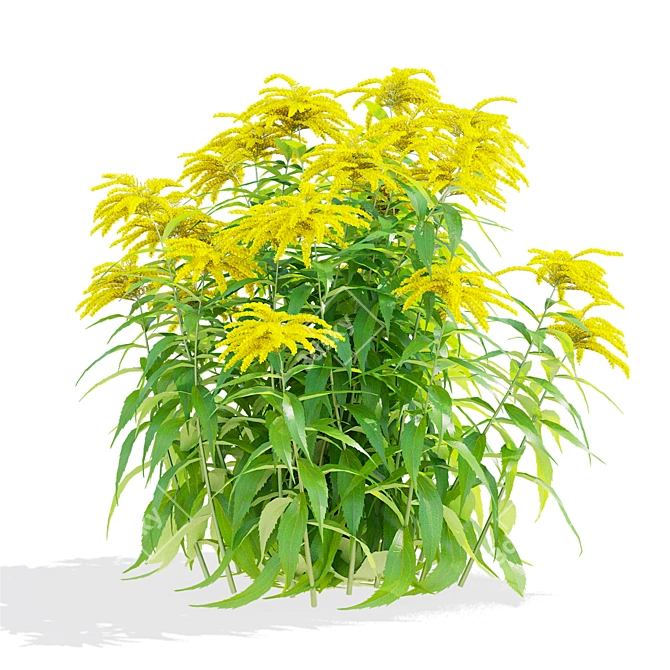 Goldenrod Flower 3D Models Bundle 3D model image 5