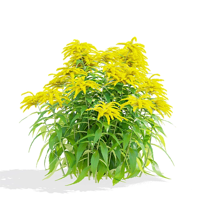 Goldenrod Flower 3D Models Bundle 3D model image 6