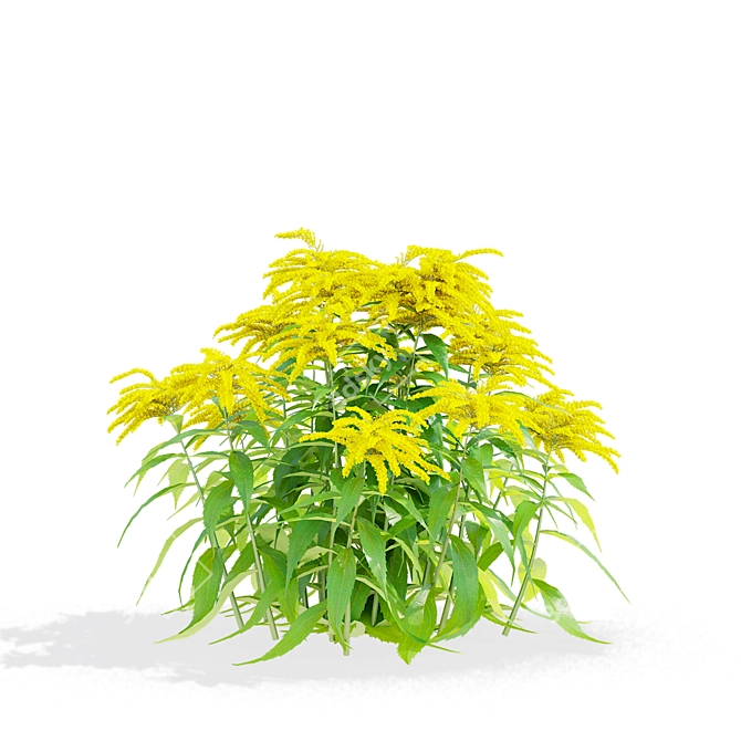 Goldenrod Flower 3D Models Bundle 3D model image 1