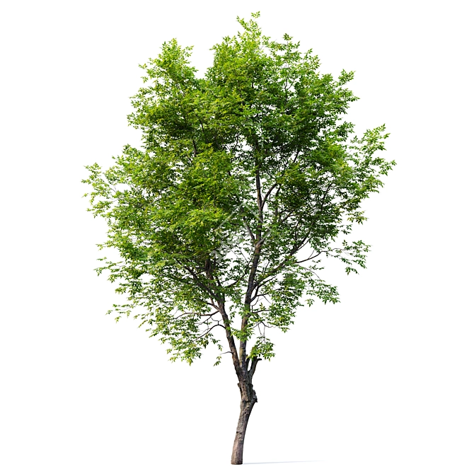 European Ash 3D Model Kit 3D model image 2