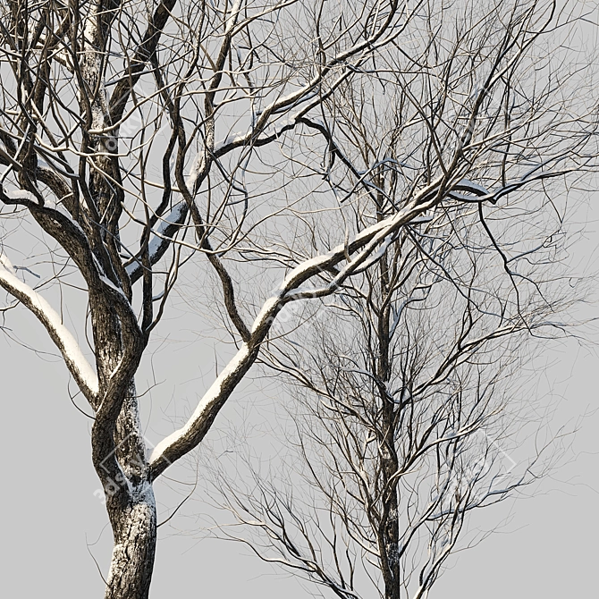 Winter Wonderland Trees Set 3D model image 3