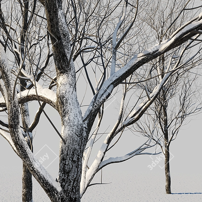 Winter Wonderland Trees Set 3D model image 5