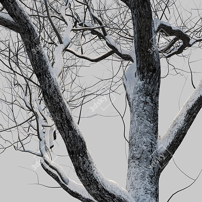 Winter Wonderland Trees Set 3D model image 6