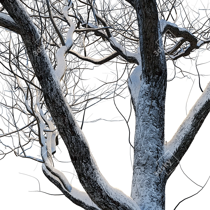 Winter Wonderland Trees Set 3D model image 9