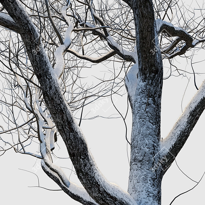 Winter Wonderland Trees Set 3D model image 11