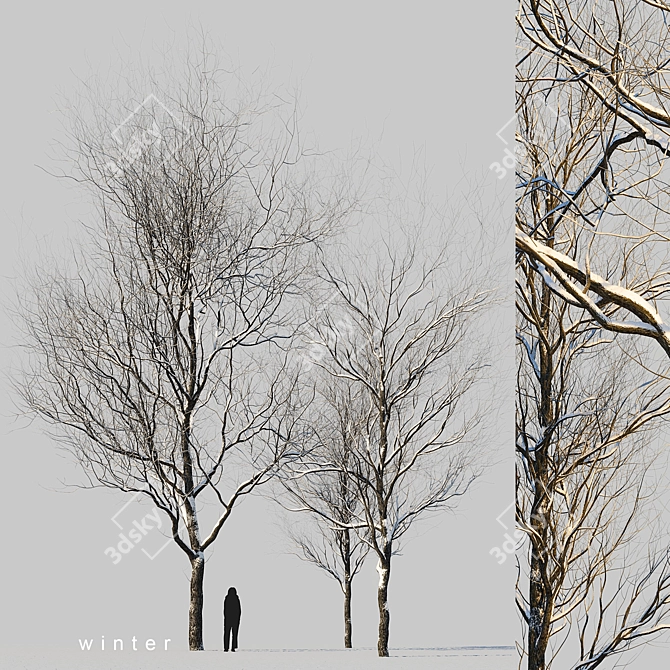 Winter Wonderland Trees Set 3D model image 17