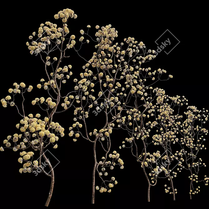Golden Paperbush 3D Tree Models 3D model image 3