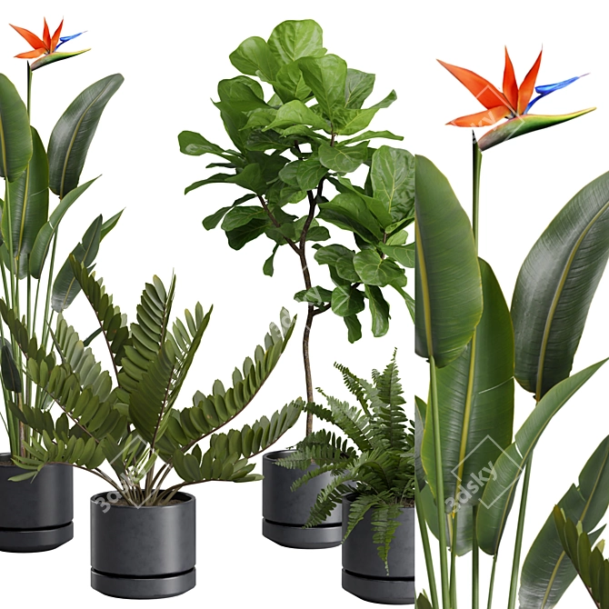 Exotic Indoor Plants Selection Pack 3D model image 3