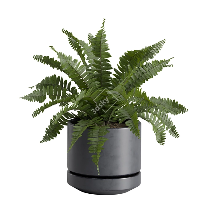 Exotic Indoor Plants Selection Pack 3D model image 4