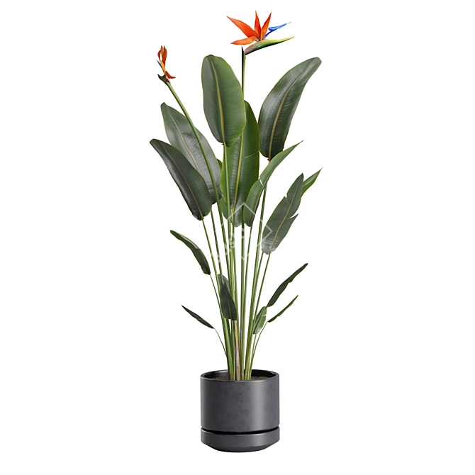 Exotic Indoor Plants Selection Pack 3D model image 5