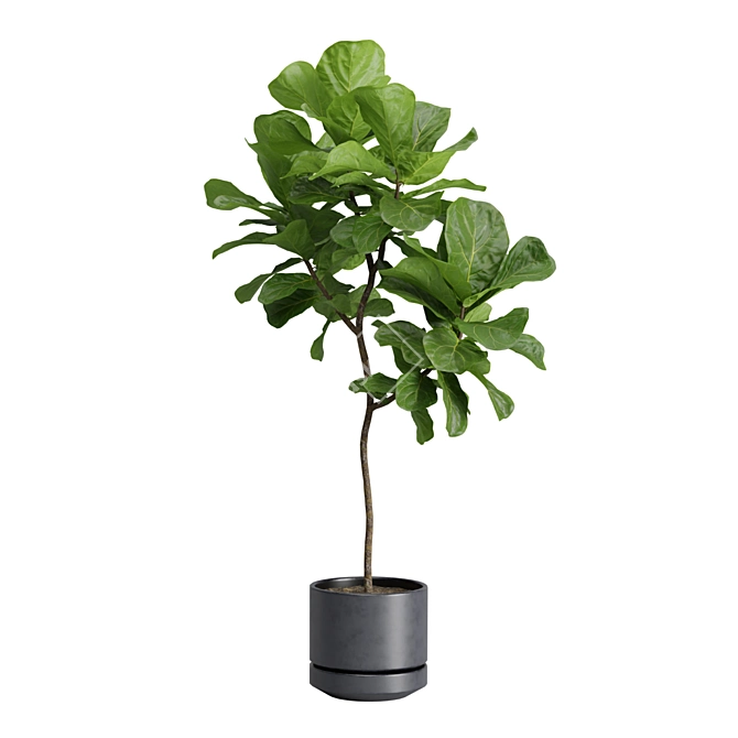 Exotic Indoor Plants Selection Pack 3D model image 6