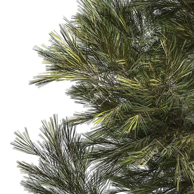 Minimalist Pine Tree Model 3D model image 2