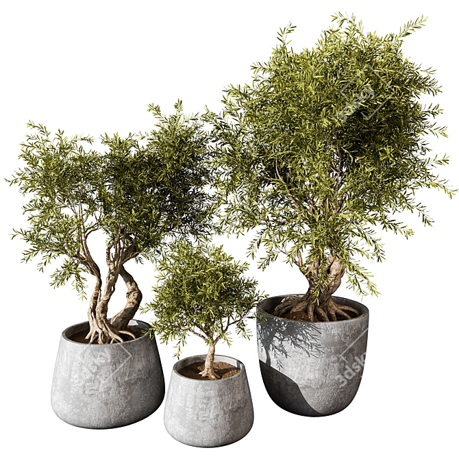 Botanical Beauty 2021 Display Set 3D model image 1