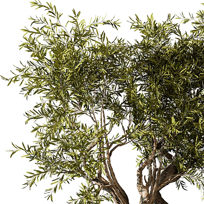 Botanical Beauty 2021 Display Set 3D model image 4