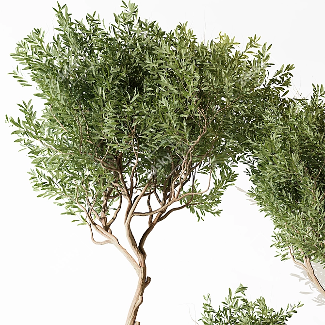 Modern Indoor Plant 203 3D model image 3
