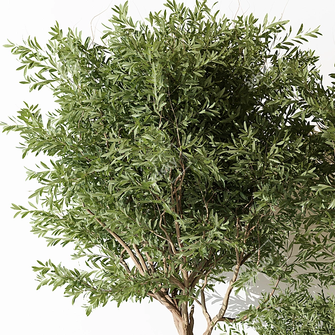 Modern Indoor Plant 3D Model 3D model image 3