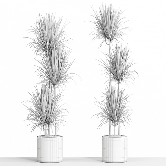 Exotic Dracaena Marginata Set 3D model image 4