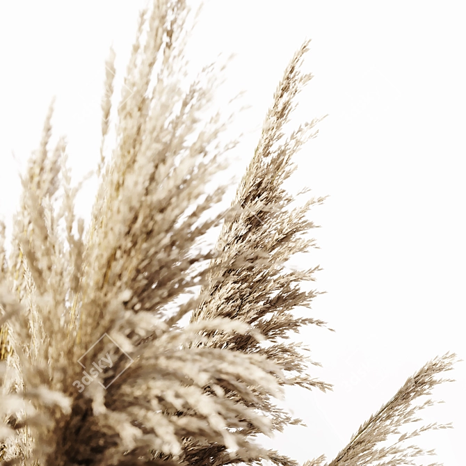 Elegant Pampas Plant 3D Model 3D model image 4