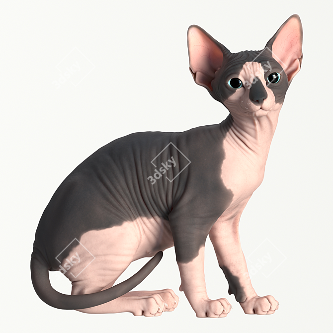 Sphynx Model Kitten: 287mm Height 3D model image 1