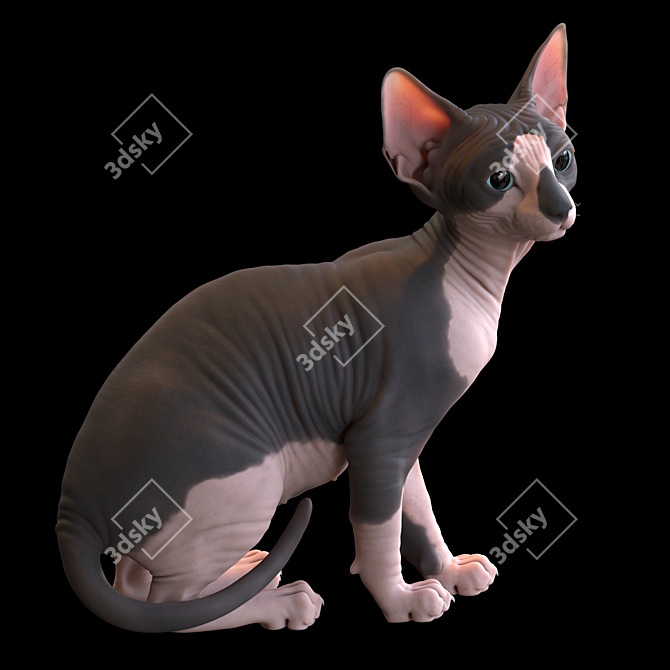 Sphynx Model Kitten: 287mm Height 3D model image 2