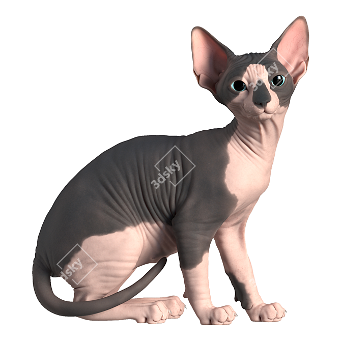 Sphynx Model Kitten: 287mm Height 3D model image 5