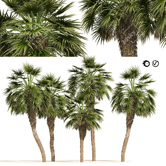 Chinese Fan Palm 3D Model 3D model image 1