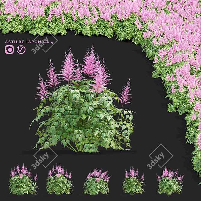 Japanese Pink Astilbe Collection 3D model image 1