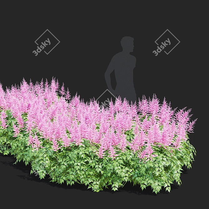 Japanese Pink Astilbe Collection 3D model image 2